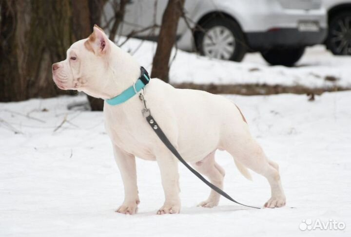 Собаки щенки