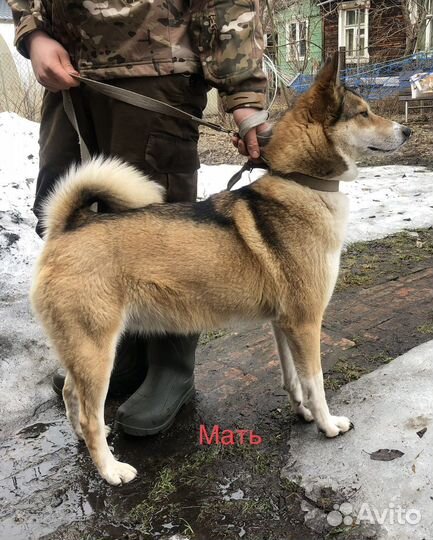 Щенок зсл (сучка)