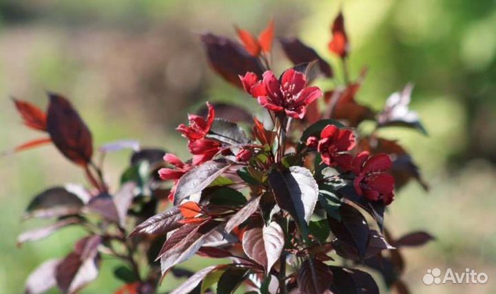 Розовая яблоня саженцы