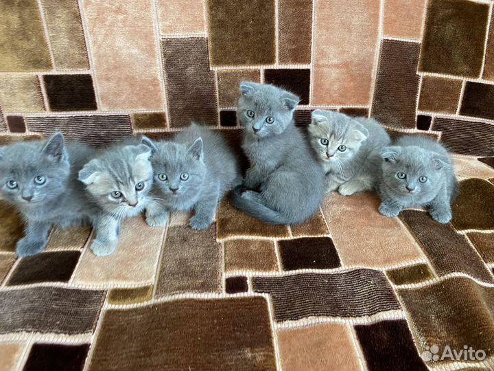 Шотландские котята