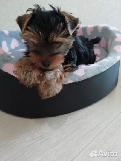 Передержка собак в домашних условиях