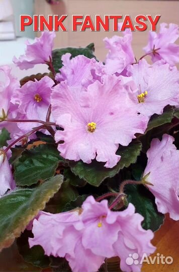 Сортовые фиалки