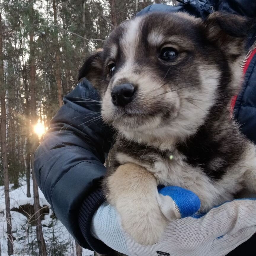 Собака в добрые руки отдам бесплатно