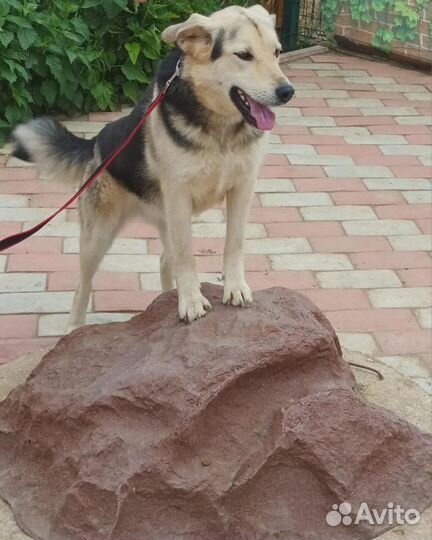 Собака/девочка. Боня