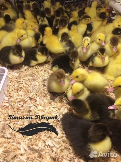 Утята, гусята