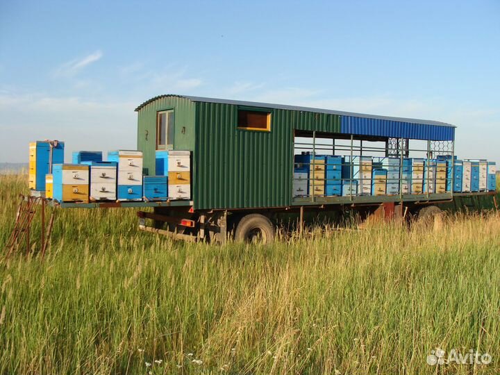 Продаю пасеку