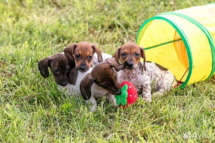 Таксы щенки, мальчики редкого окраса пайболд