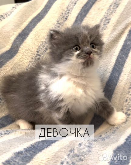 Кошечки В добрые руки