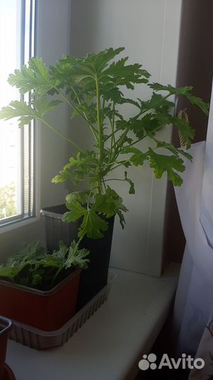 Герань душистая (Пеларгония)