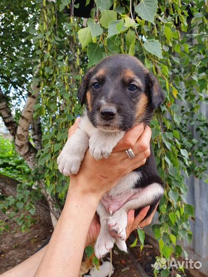 Очаровательный щенок 1 месяц в добрые руки