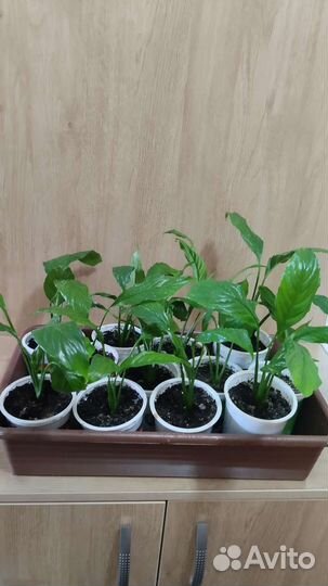 Спатифиллум