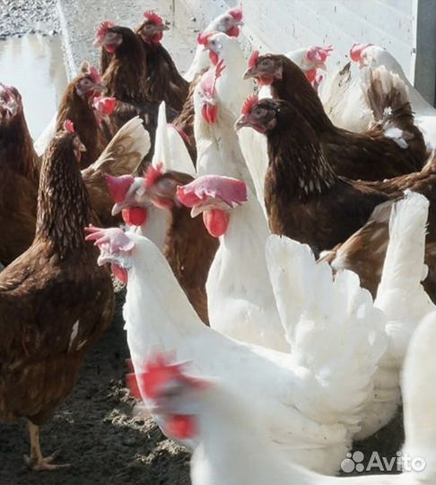 Куры несушки