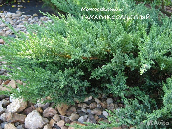 Можжевельник стелющийся (распростертый)