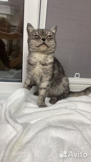 Котенок девочка