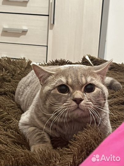 Приученная к лотку