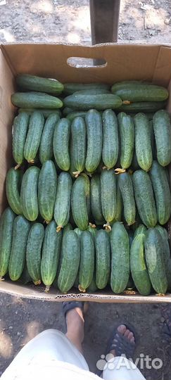 Огурцы Кураж F1