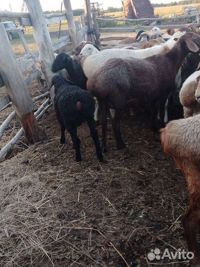 Овцы бараны