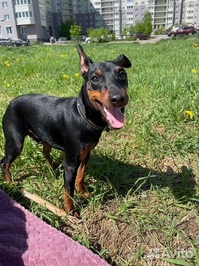 Цвергпинчер