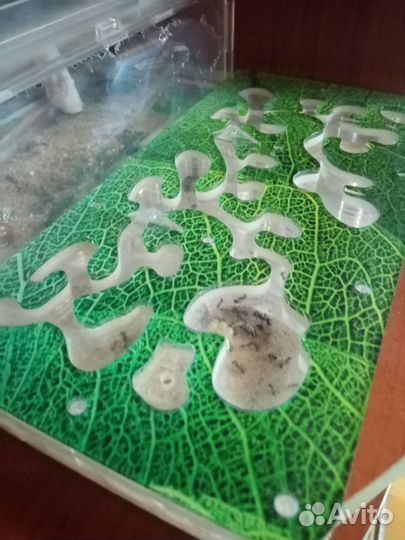 Муравьиная ферма