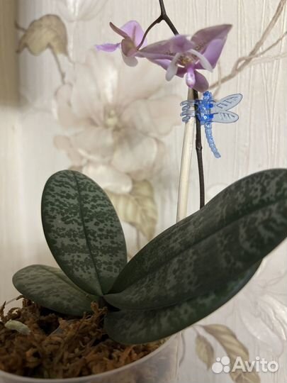 Орхидея фаленопсис шиллериана