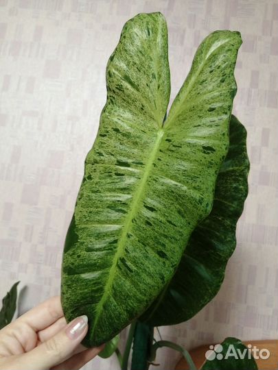 Филодендрон Paradiso Verde