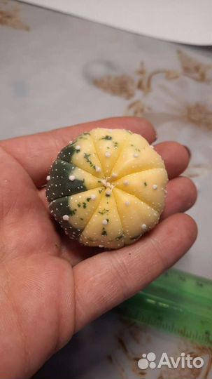 Astrophytum asterias variegata
