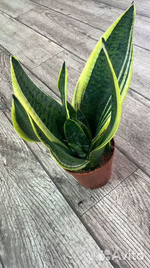 Сансевиерия, много сортов
