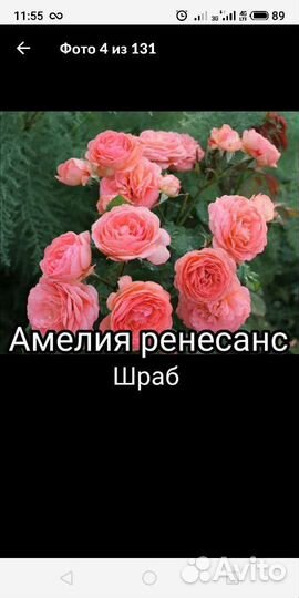 Саженцы роз шрабы