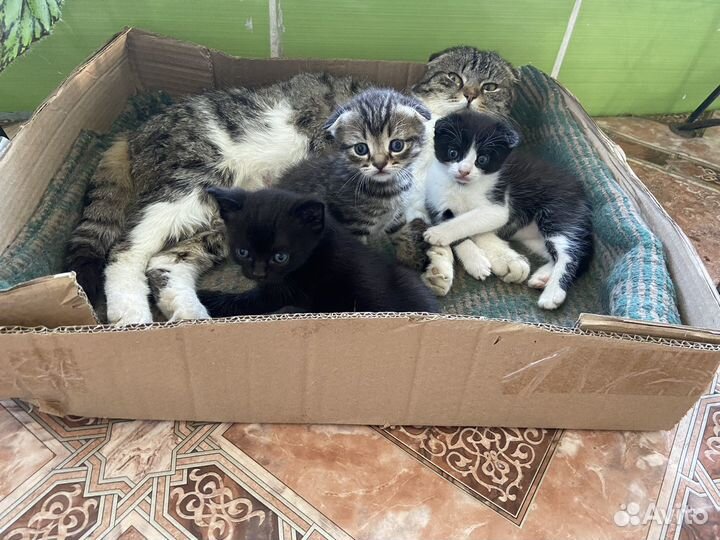 Котятки в добрые руки
