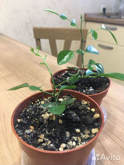 Мурайя метельчатая (молодой саженец)