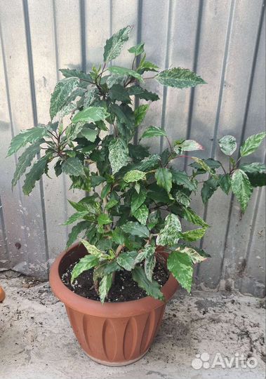 Гибискус китайская роза