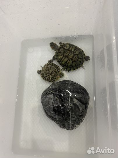 Водные черепахи