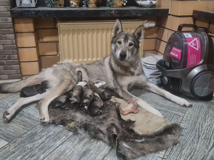 Щенки западно сибирской лайки