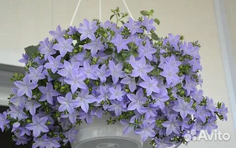 Кампанула жених и невеста