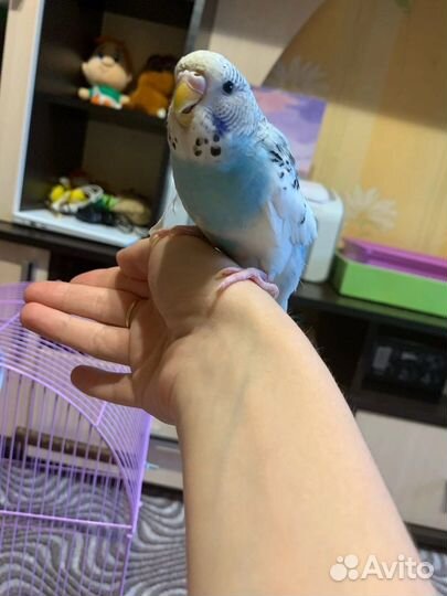 Волнистый попугай с клеткой