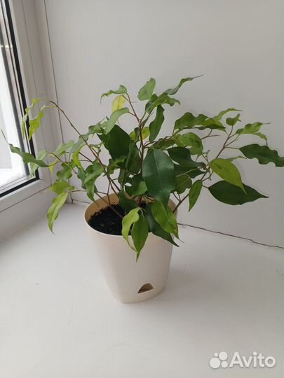 Комнатные растения фикус