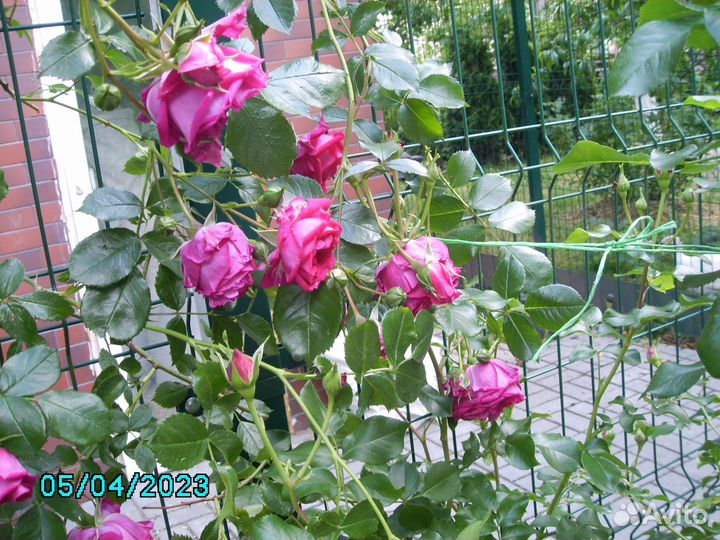 Саженец плетистой розы