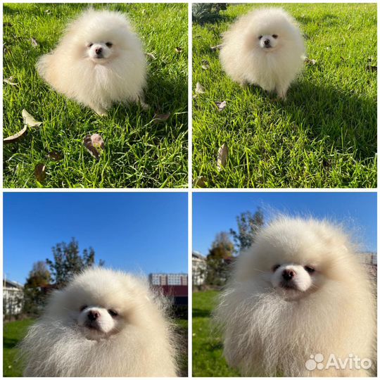 Шпиц кобель на вязку