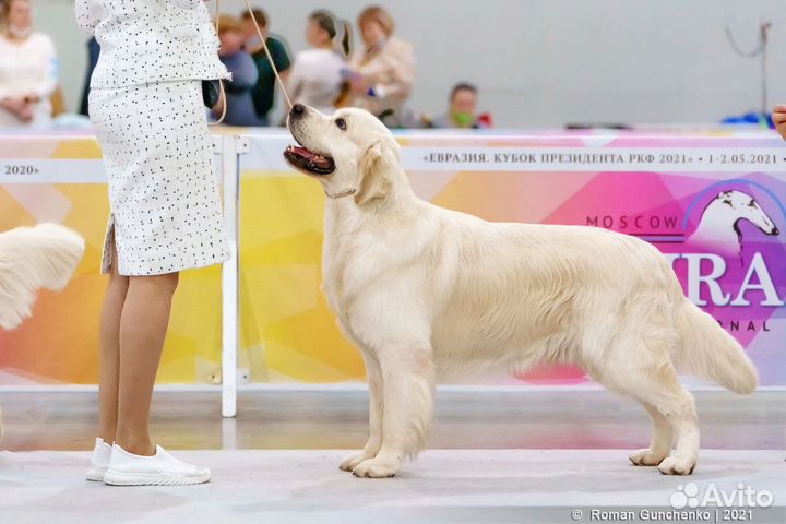 Золотистый ретривер вязка