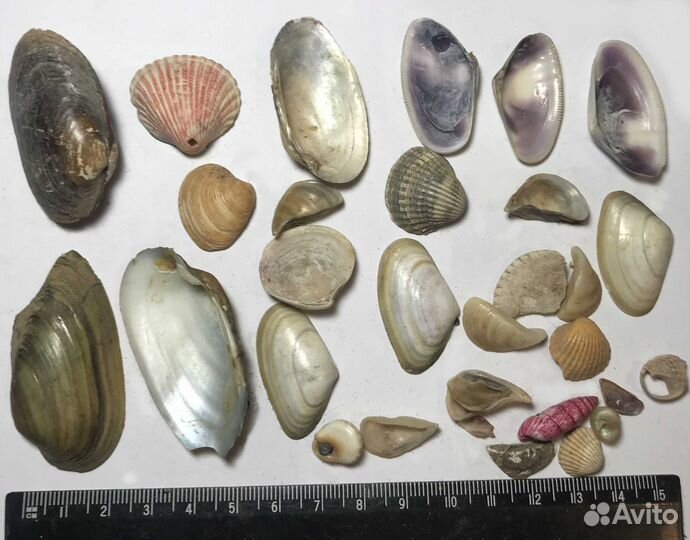 Ракушки Морские разные
