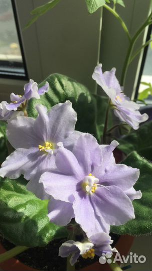 Фиалки цветущие в горшке