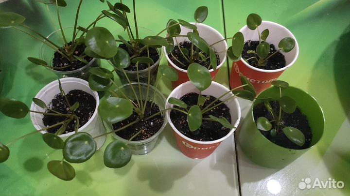 Пилея пеперомиевидная