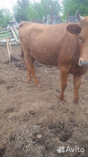 Тёлки на мясо, назавод