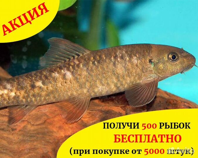 Гарра-руфа размером 5 см