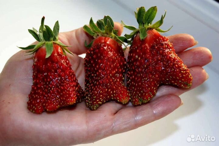 Рассада клубники