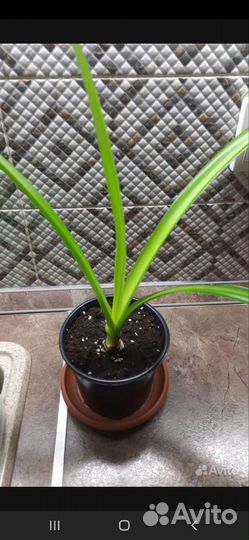 Гименокаллис, Бегония, Каланхоэ цветущий