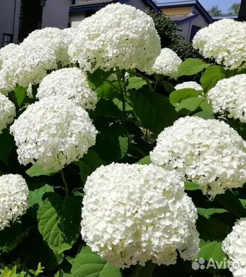 Гортензия Анабель