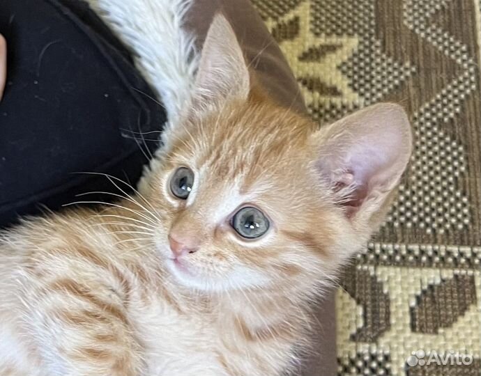 Рыжий котенок Гномик
