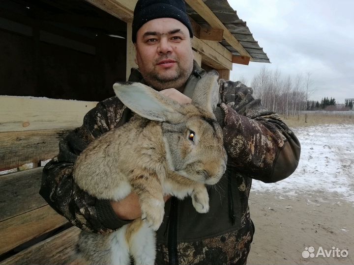 Кролики великаны