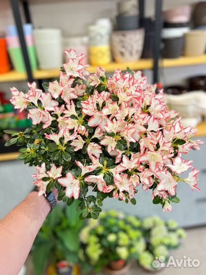 Комнатные растения:Азалия